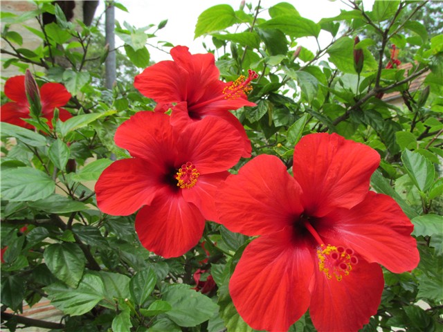 hibiskus